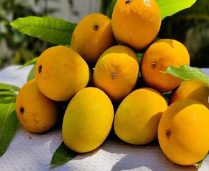 devgad alphonso mango