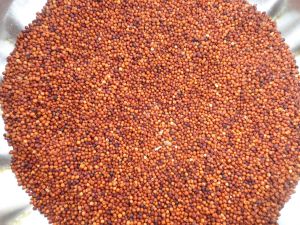 Finger Millet