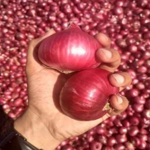 red big onion