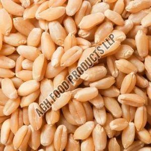 Wheat Grain