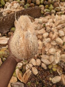 Coconut Husk