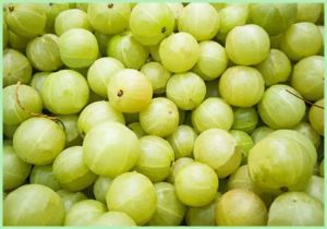 fresh green amla