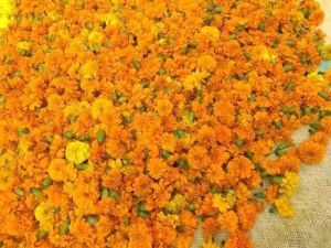 Fresh Marigold Flower