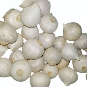 fresh whole garlic