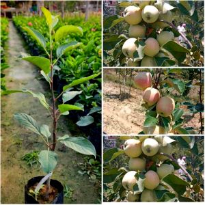 Apple Fruit Plants