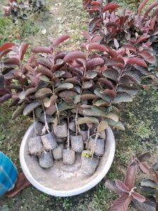 Black diamond Guava plant