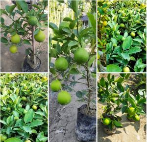 Kagzi Lemon Plants