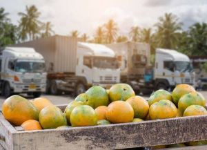 Fresh Fruits