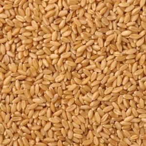 Lokwan Wheat Grain