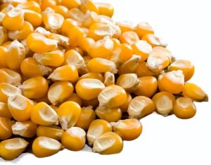 Corn Seeds