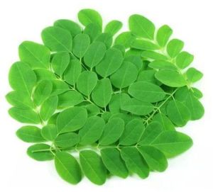 Fresh Moringa Leaves