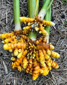 Fresh Turmeric