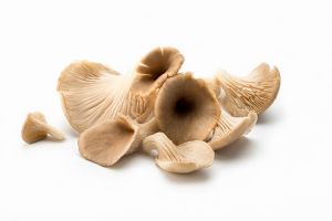 Dried Oyster Mushroom