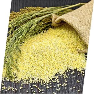 foxtail millet