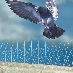 bird proofing services