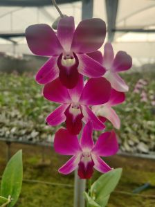 Dendrobium Sonia Red Orchid Flower