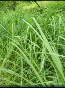 Lemon Grass Leaves