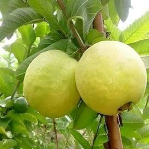 Guava Plant