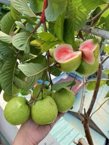 Red Diamond Guava Plant