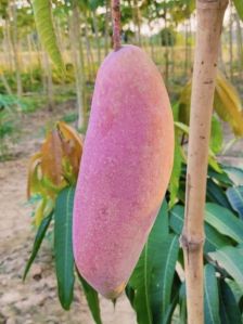 Red Ivory Mango Plant