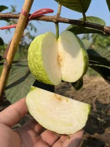 White Diamond Guava Plant