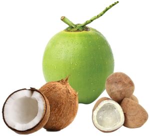 Coconut