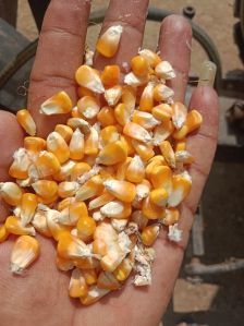 A grade maize