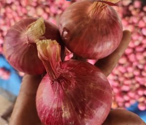 Fresh Red Onion