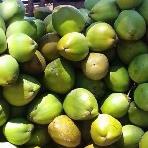 A Grade Tender Coconut