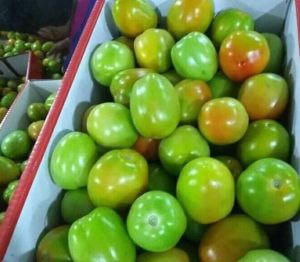 Fresh Green Tomato