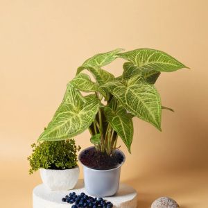 syngonium reticulata netpot plant