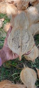 Semi Husked Coconuts