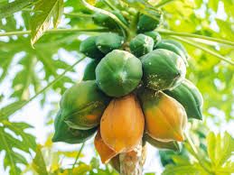 Fresh Papaya