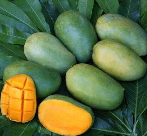 Mango Fruit