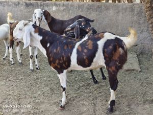 Gujari goat