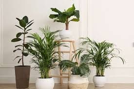 Indoor Plants