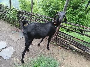 female goat