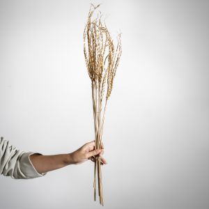 Exotic Dried Flowers