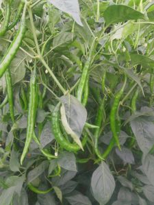 green chillis