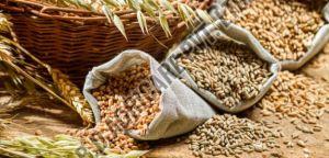 Food Grains