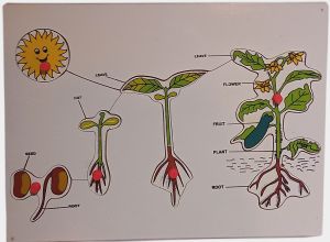 Wooden Plant Life Cycle Puzzle