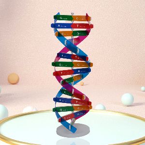 dna biology model