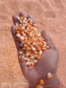 Yellow Maize Seeds