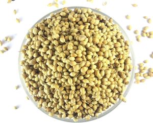 dhania seed