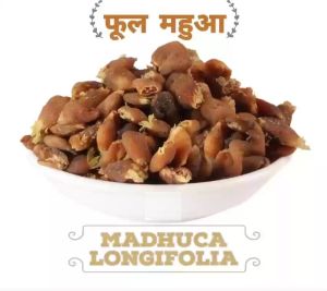 Mahua Flower & mahua phool & madhuca longifolia