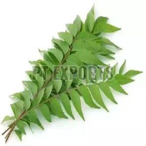 Organic Curry leaves