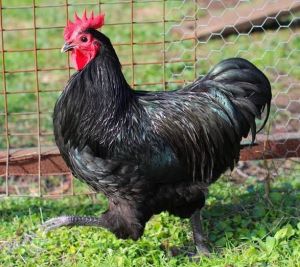 Live Black Australorp Chicken