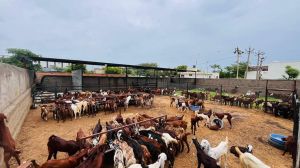 goat farming