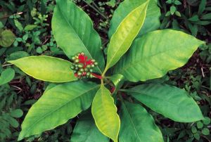 Sarpagandha Leaves