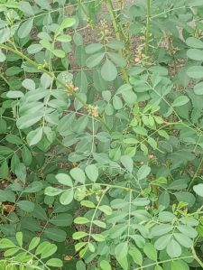 Natural Indigo Leaves